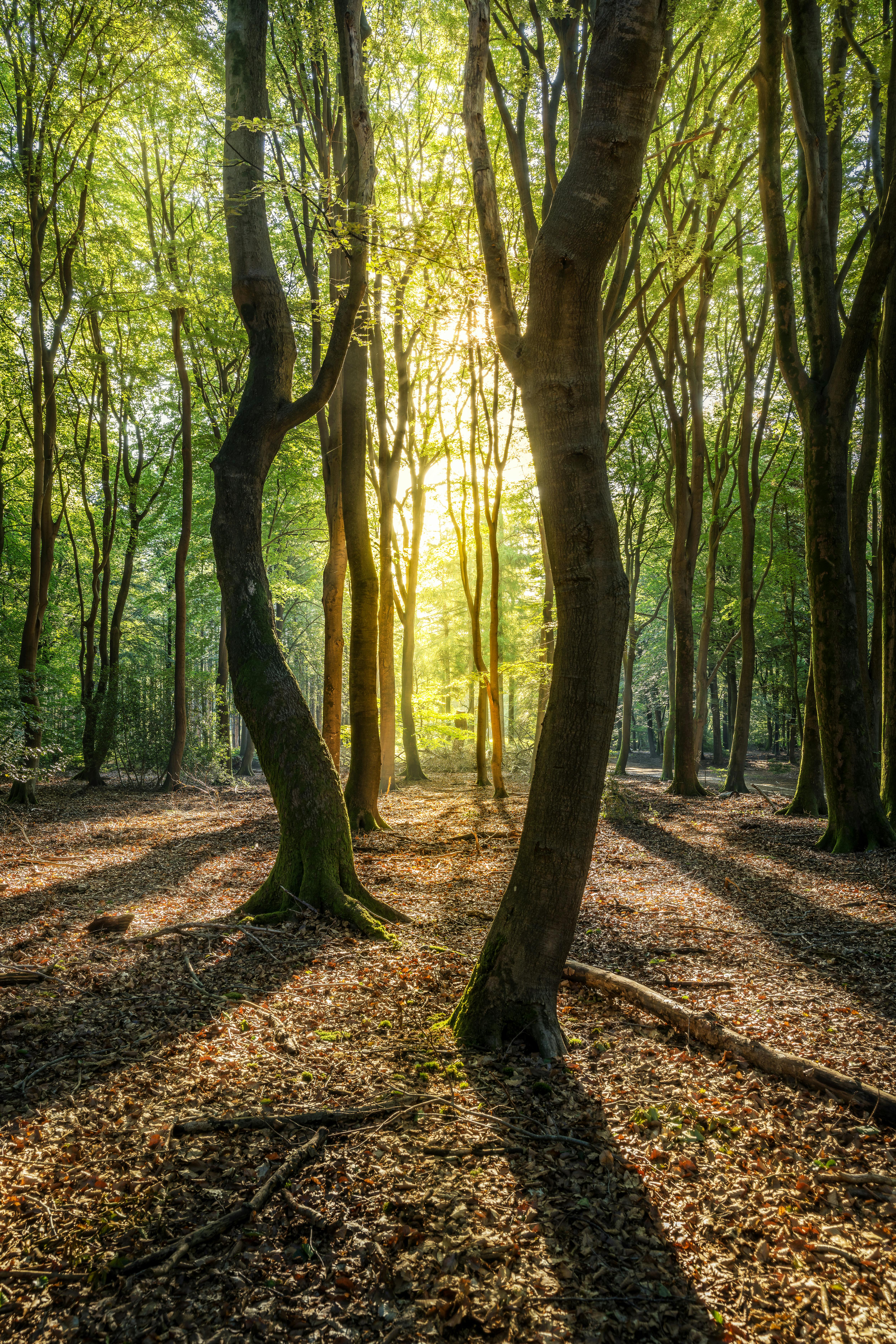 Finding Meaning Beyond Distraction