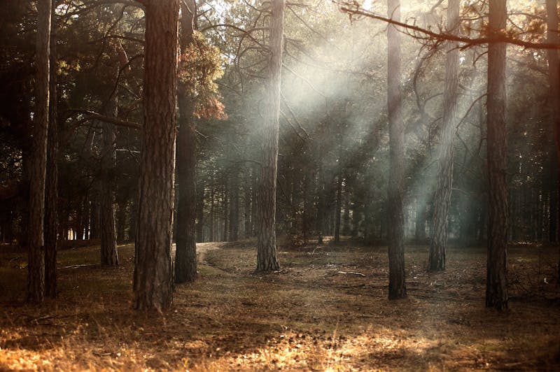 Sunlight breaking through trees in a woodland clearing