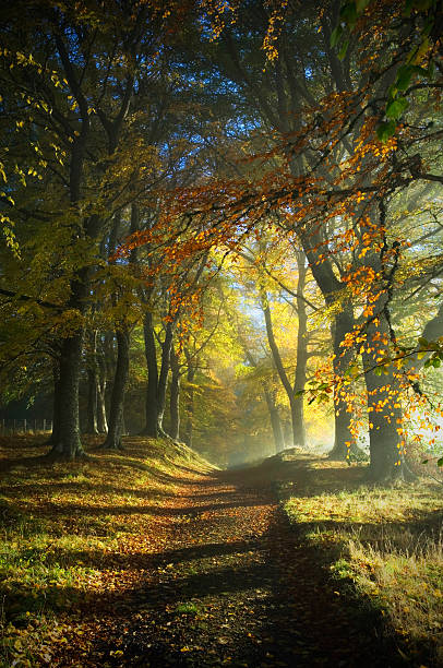 Sunlit woodland path symbolising reflection, presence, and finding meaning beyond distraction